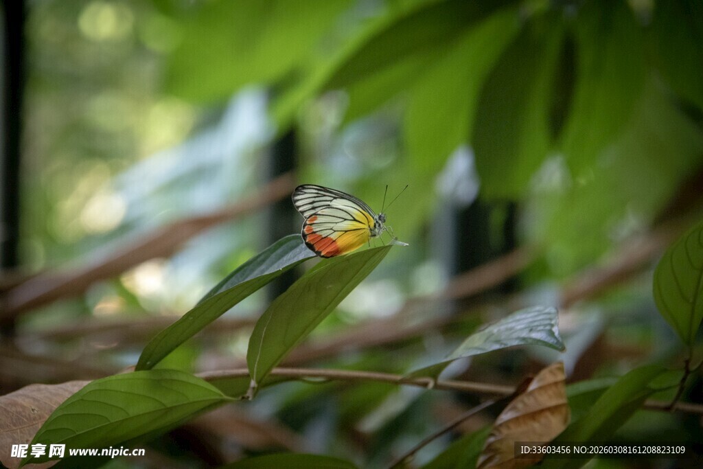 绿叶上的多彩蝴蝶