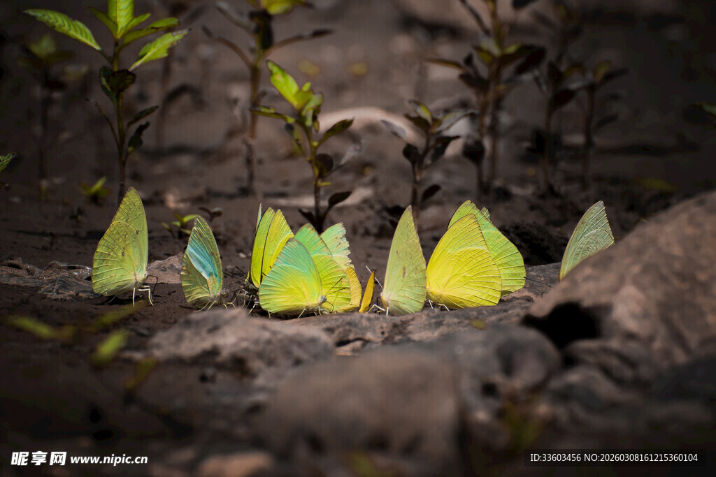 森林中发光锥形物与小动物