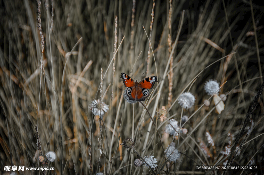 草丛中的艳丽蝴蝶