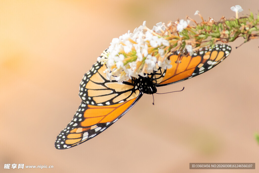 蝴蝶停于繁花上
