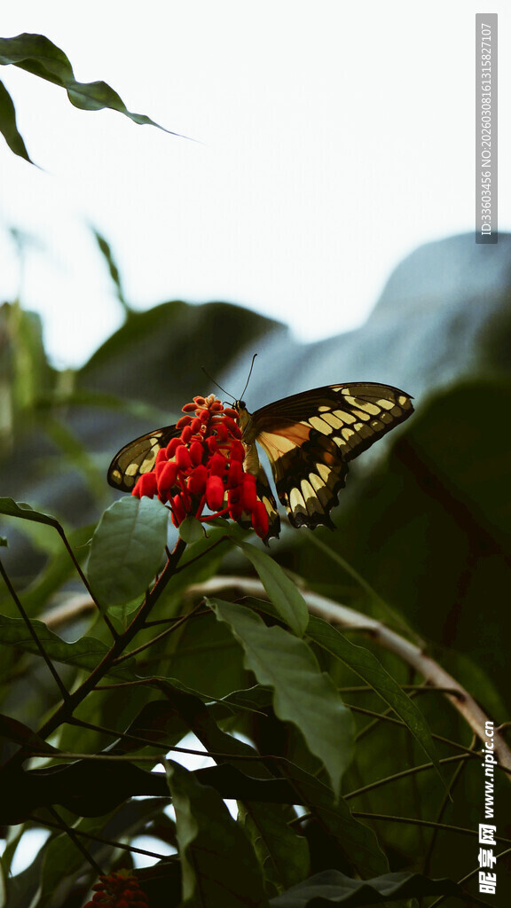 蝴蝶停驻在红果绿叶间