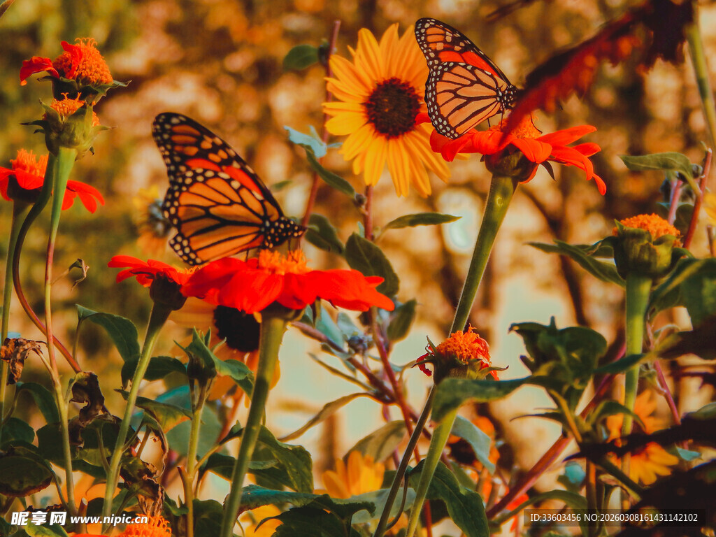 蝴蝶纷飞于绚烂花丛中