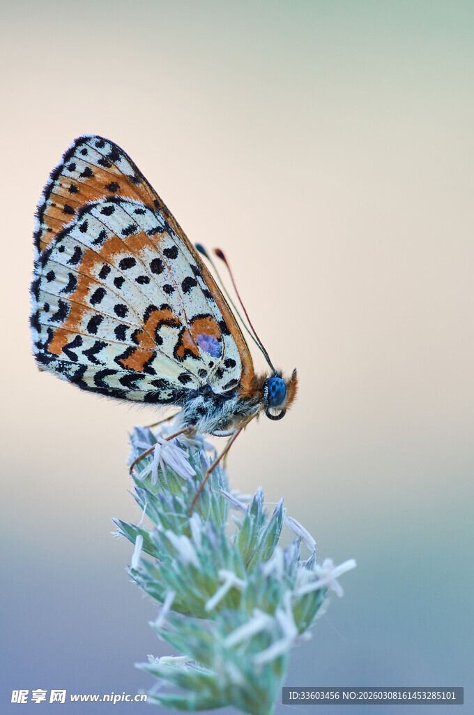 彩蝶停驻于绿植之上