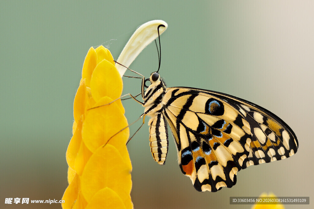 黄枝上停驻的美丽蝴蝶