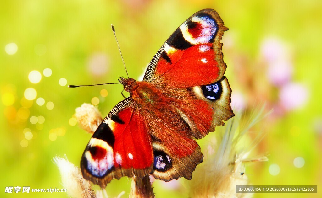 红蝶停于花上的美妙瞬间