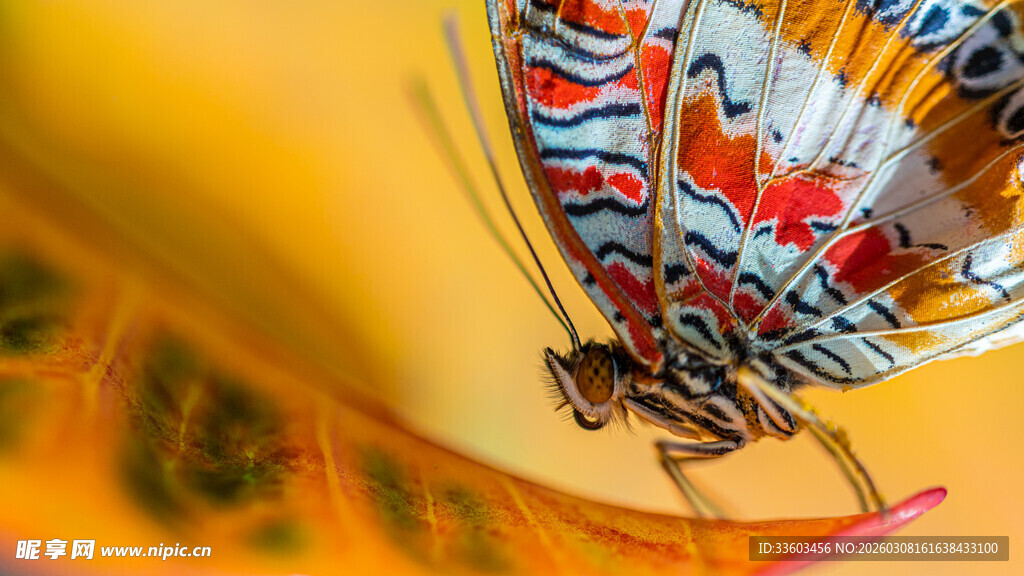 彩蝶停驻花蕊间