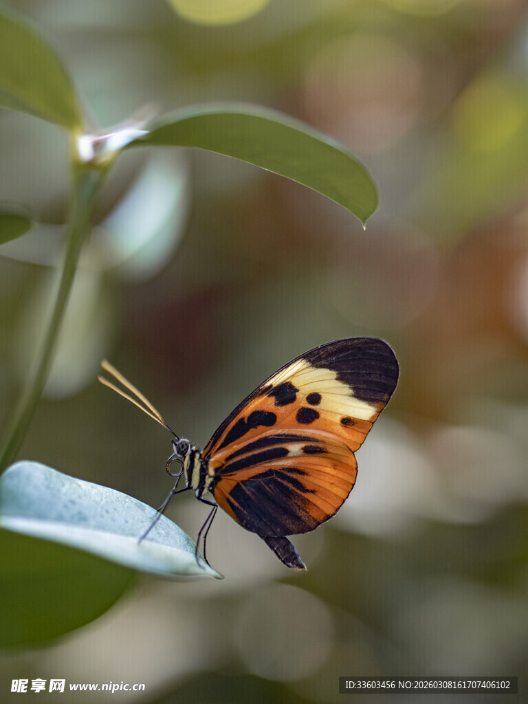 彩蝶停驻绿叶上