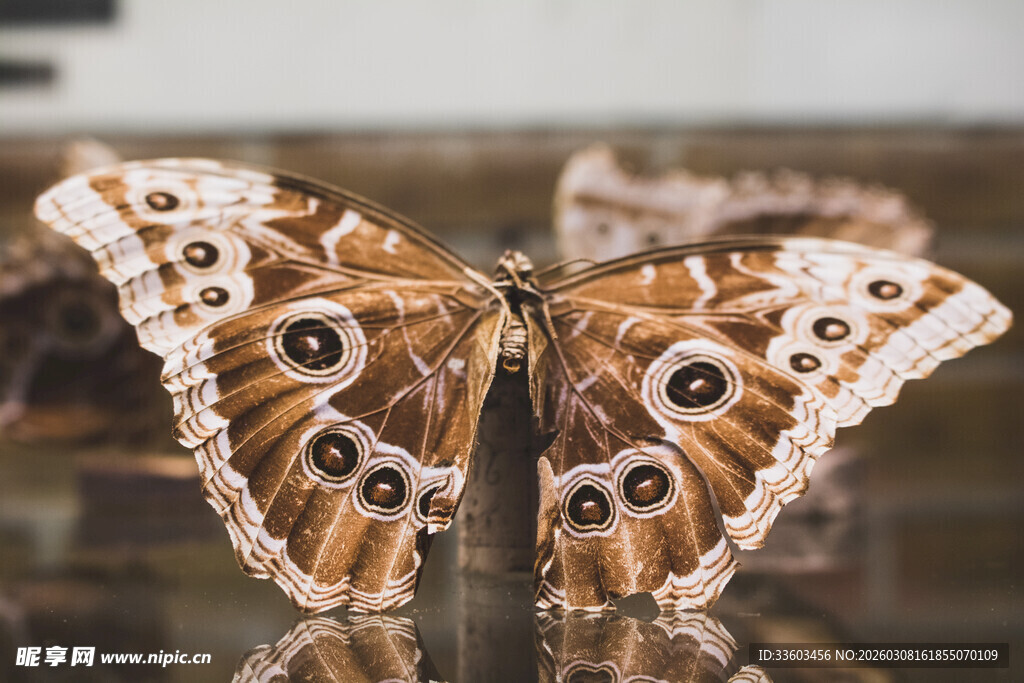 斑斓眼斑蝶特写