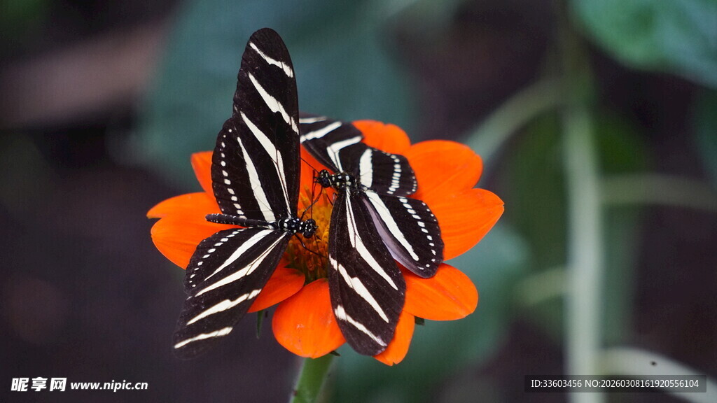 橙花上的条纹蝴蝶