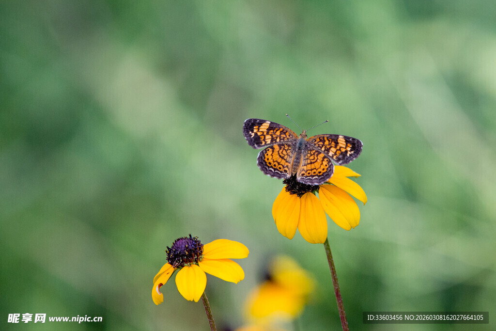 蝴蝶停留在黄色花朵上