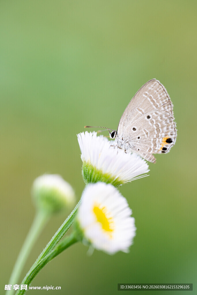 蝴蝶停驻小白花
