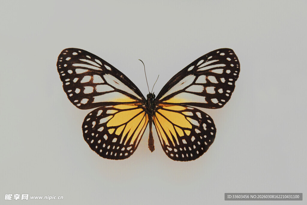 黄黑花纹蝴蝶特写