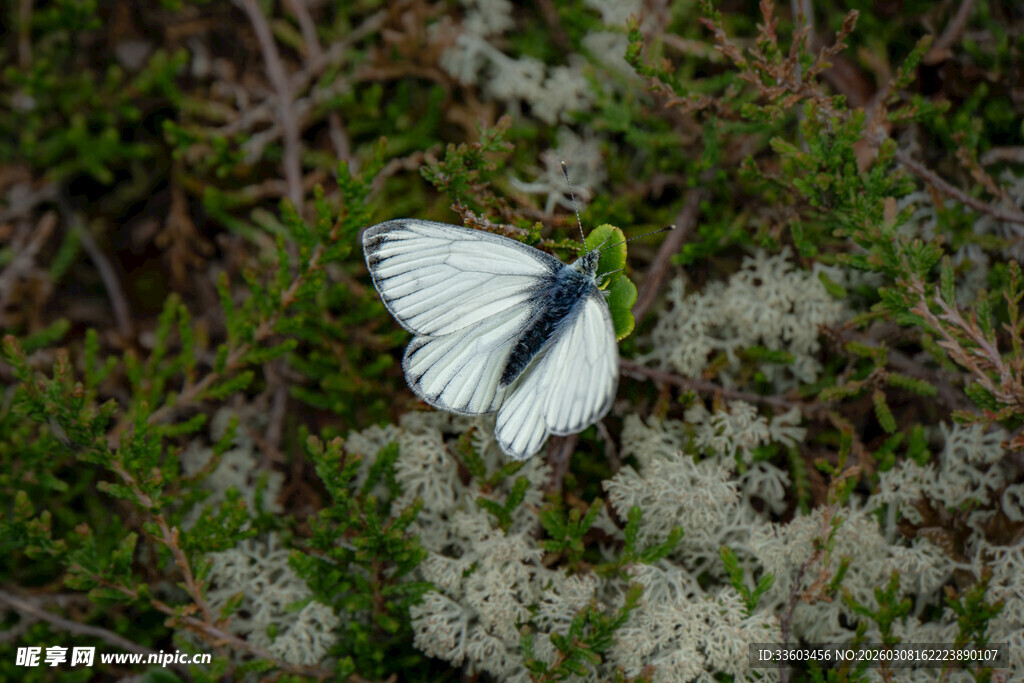 白蝶停于繁花之上
