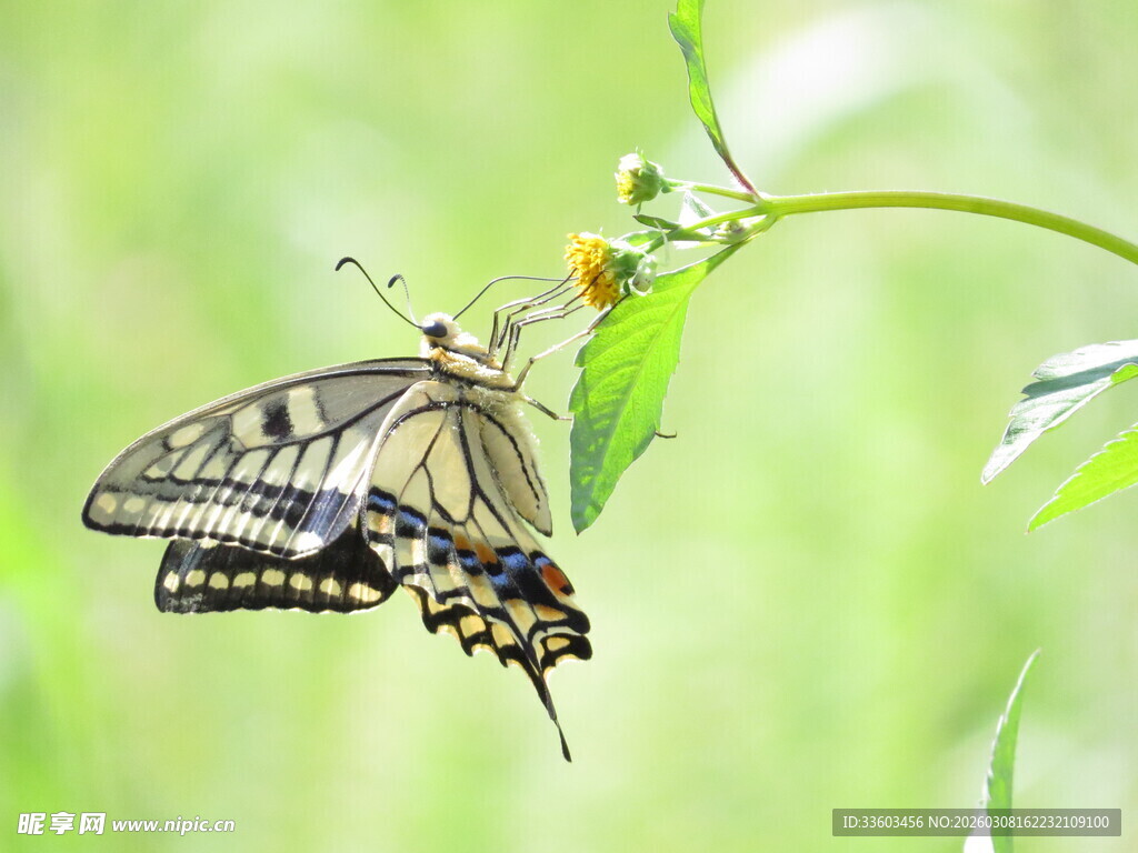 蝴蝶停驻绿叶间