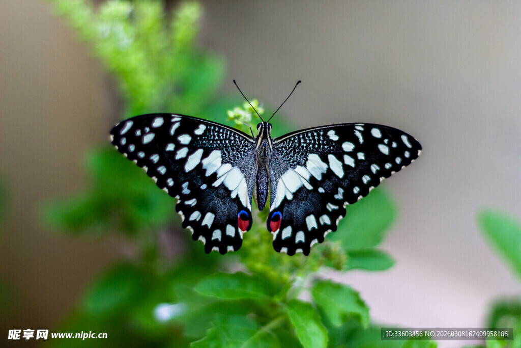 黑底白斑蝴蝶停于绿叶间