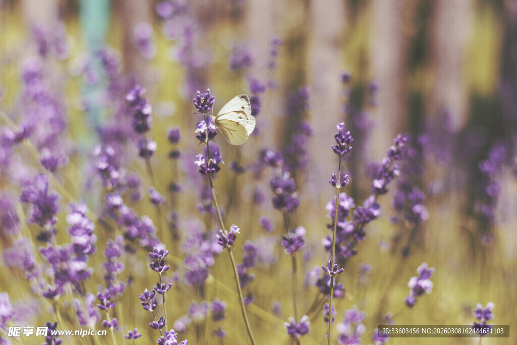 紫色薰衣草花中的蝴蝶