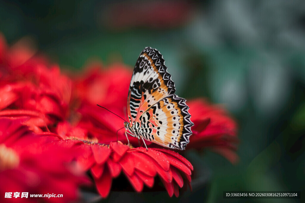 蝴蝶停驻鲜艳红花上