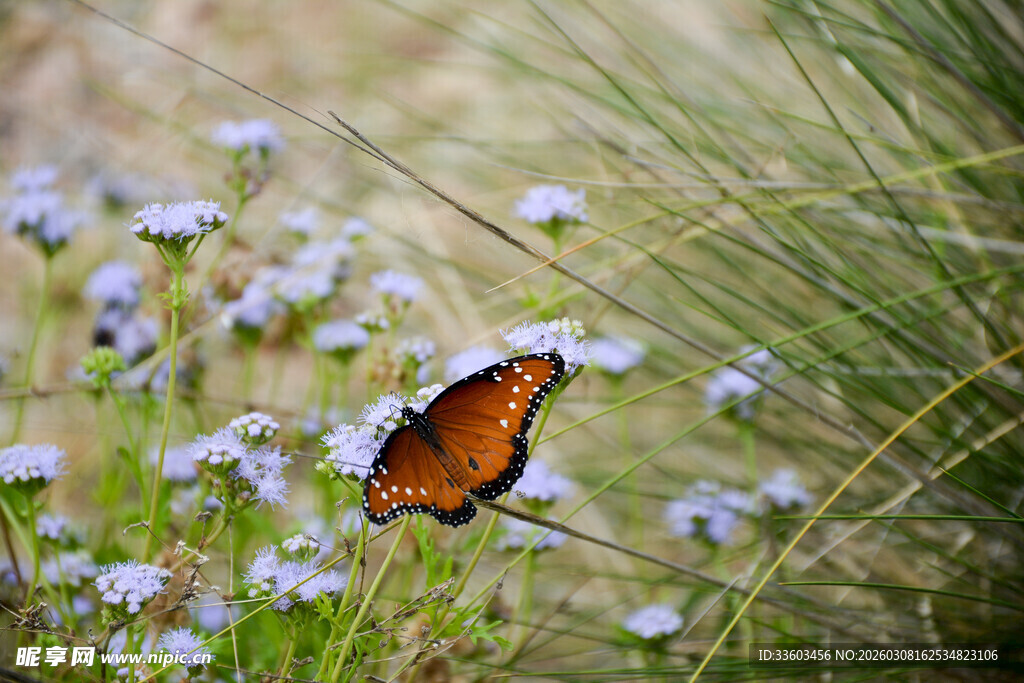 蝴蝶停驻于淡蓝花朵间