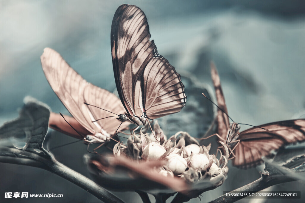手捧蝴蝶与自然元素
