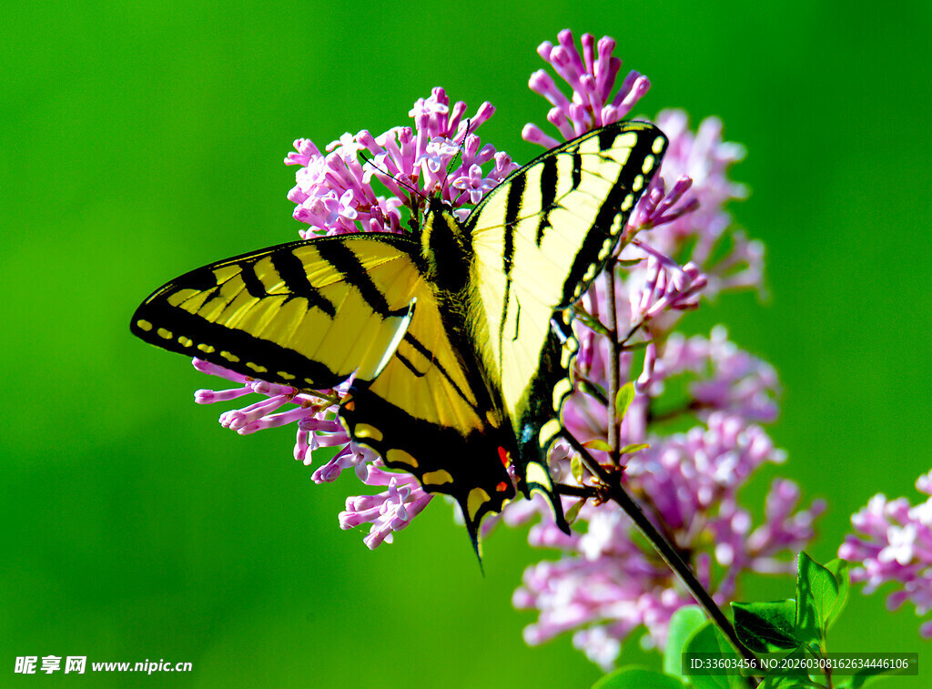 蝴蝶停驻于紫色花朵上