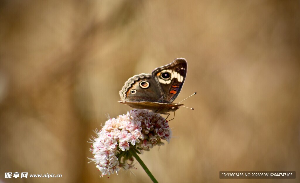 蝴蝶停驻于粉紫色小花上