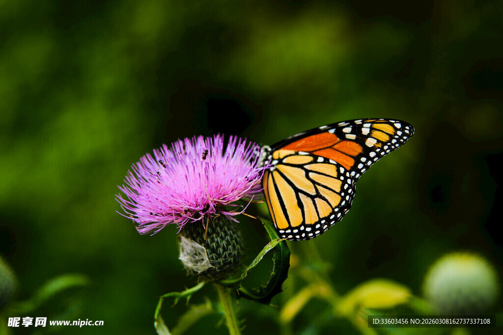蝴蝶停驻紫色花朵上