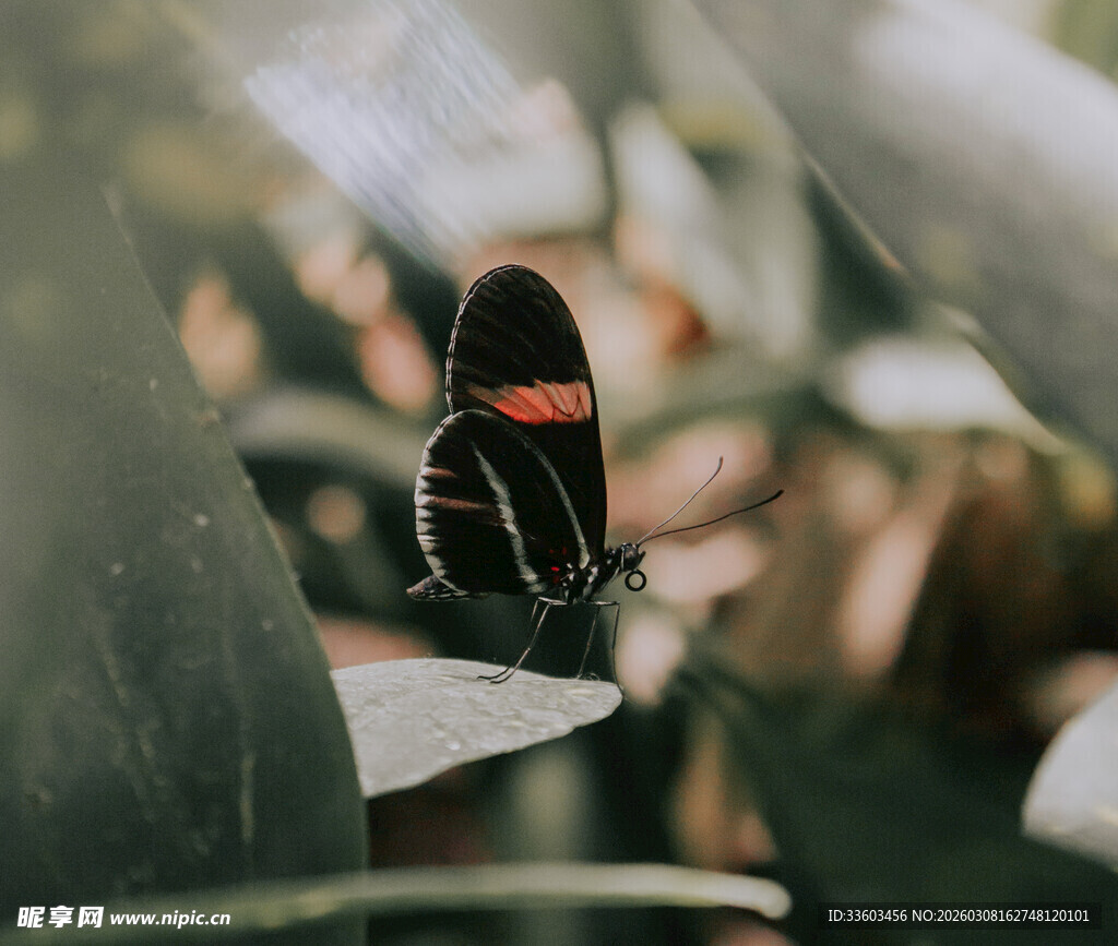 停在叶片上的黑红相间蝴蝶