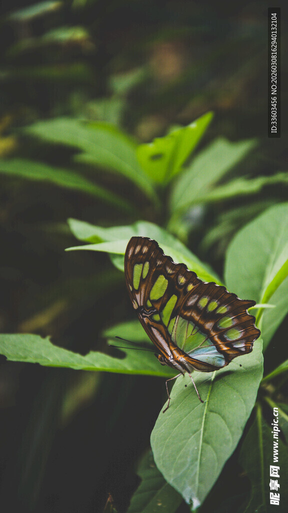 绿叶上的斑斓蝴蝶