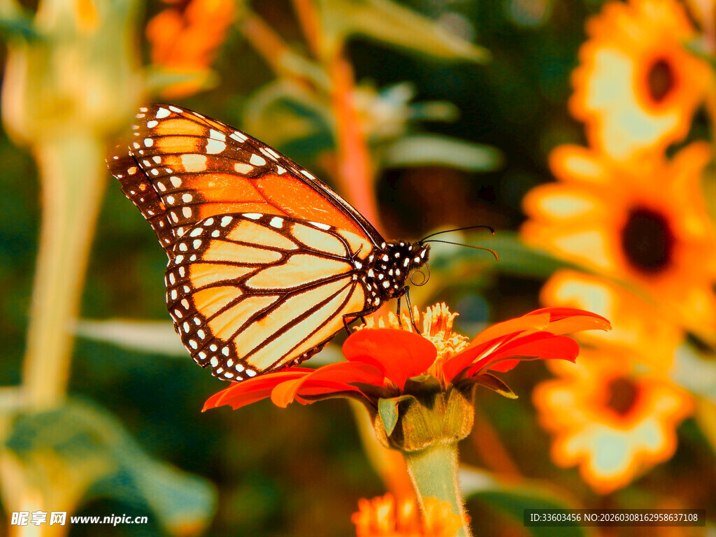 蝴蝶停驻鲜艳花朵上