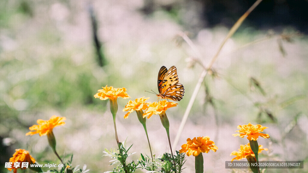 蝴蝶停驻在明艳小黄花上