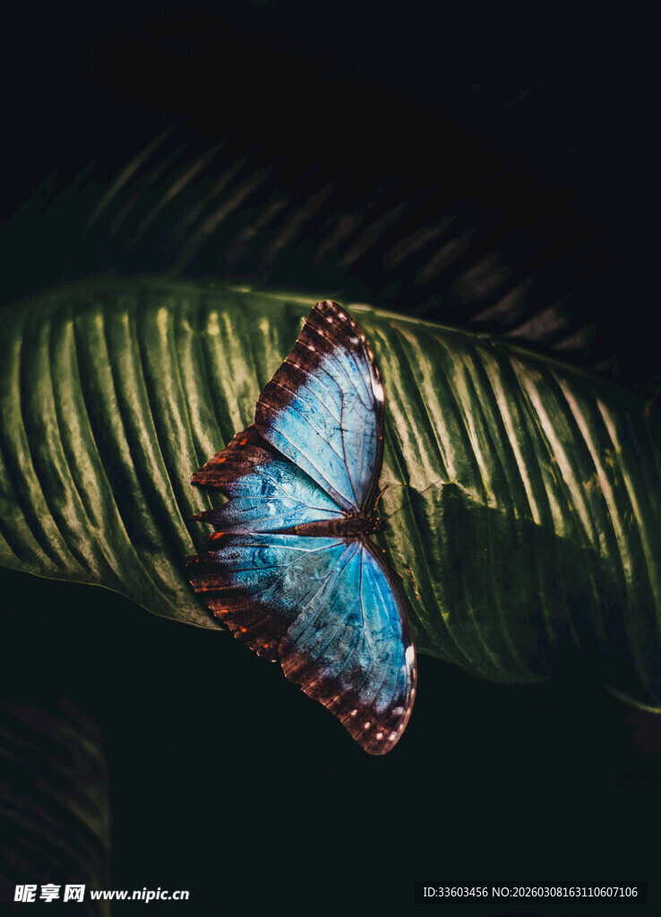 蓝蝶栖于绿叶上