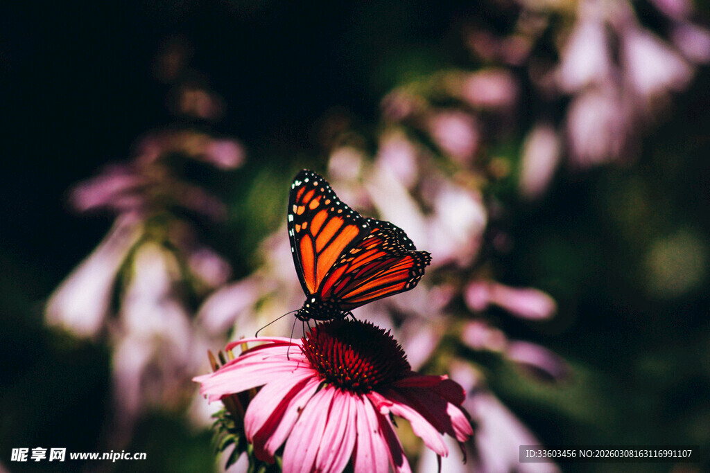 蝴蝶停驻粉色花朵