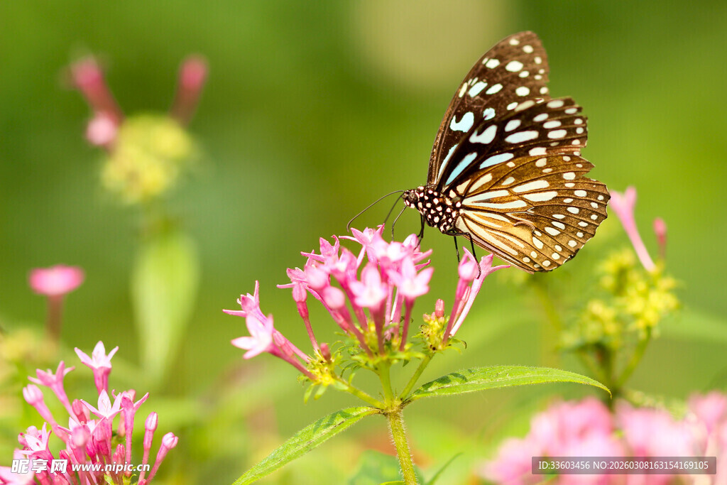 蝴蝶停驻粉色小花之上