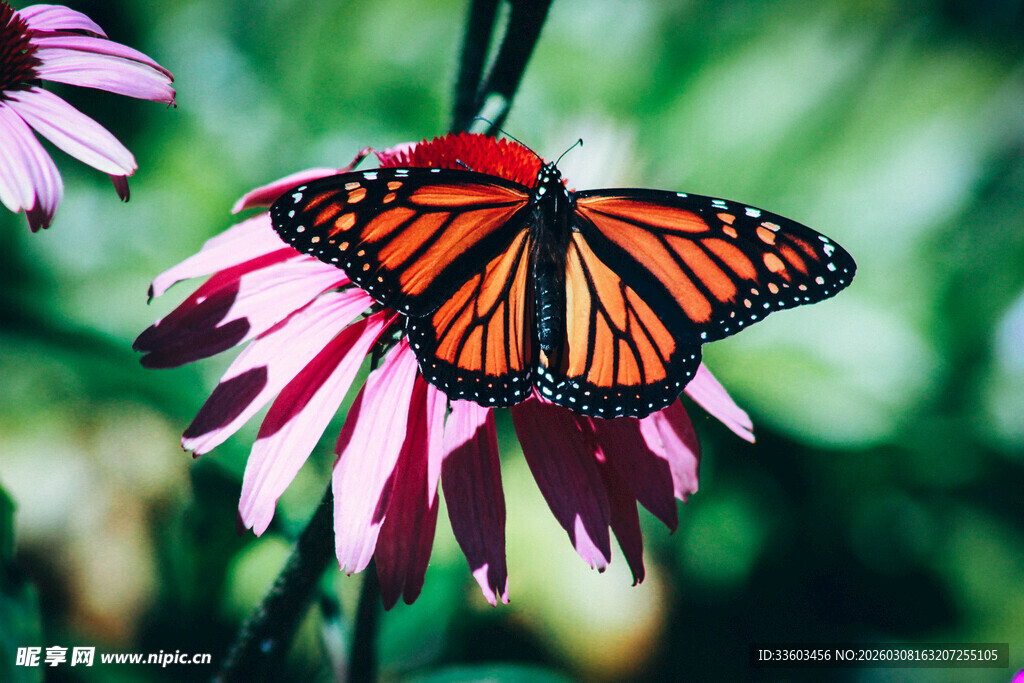 蝴蝶停驻在粉紫色花朵上