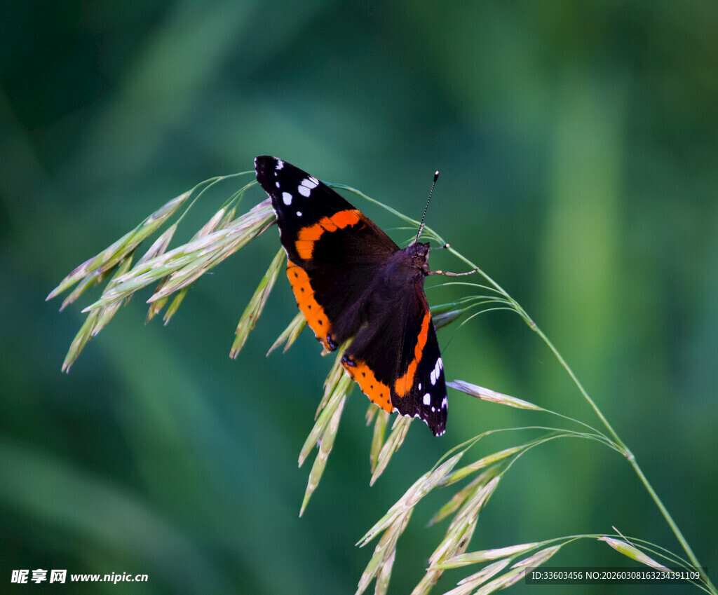 停在草茎上的黑橙蝴蝶