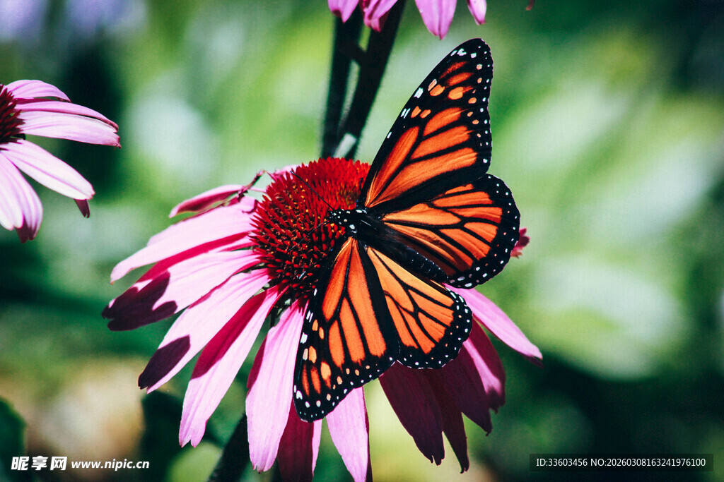 蝴蝶停驻在娇艳花朵上