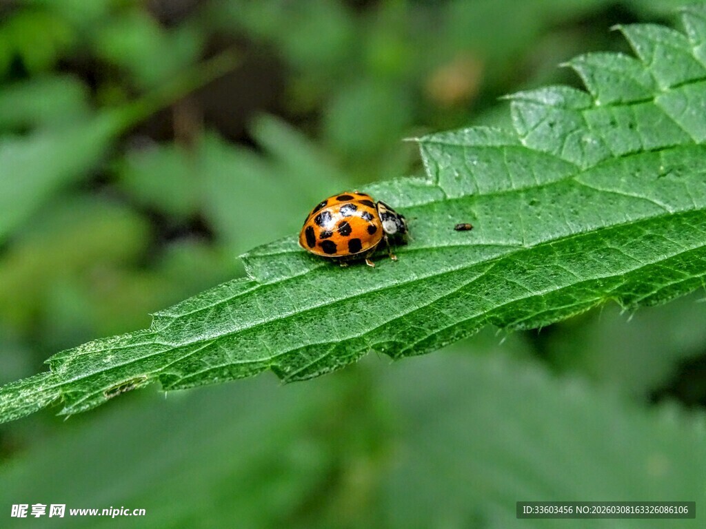 绿叶上的多彩瓢虫