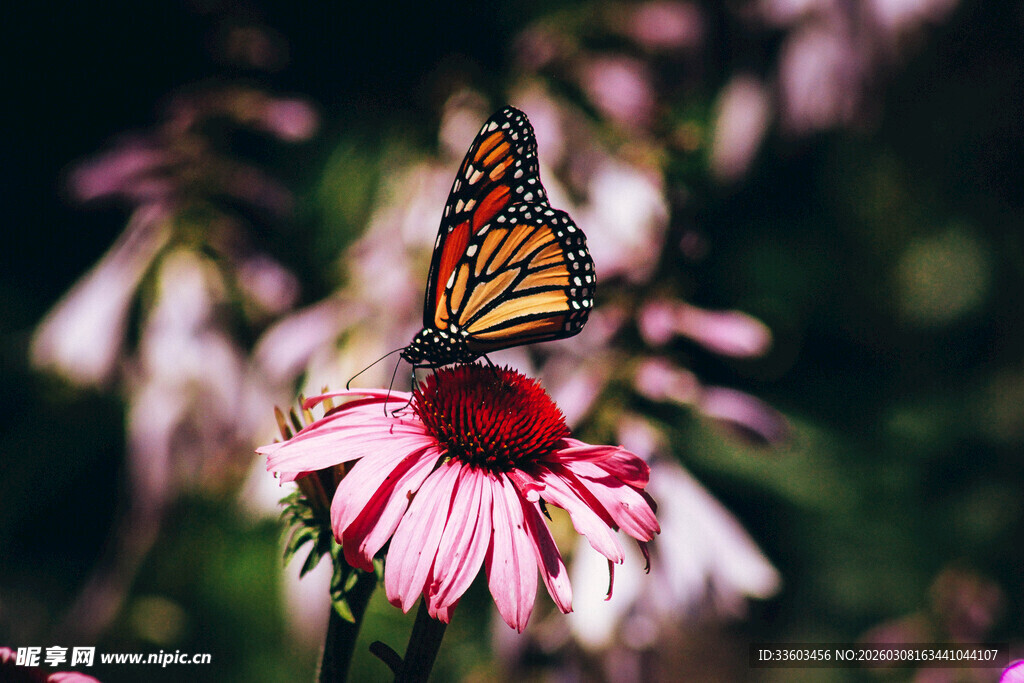 蝴蝶停驻在娇艳花朵上