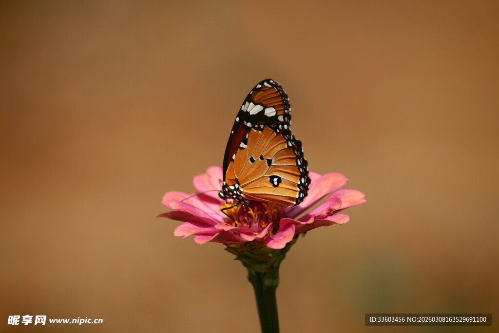 蝴蝶停驻粉色花朵