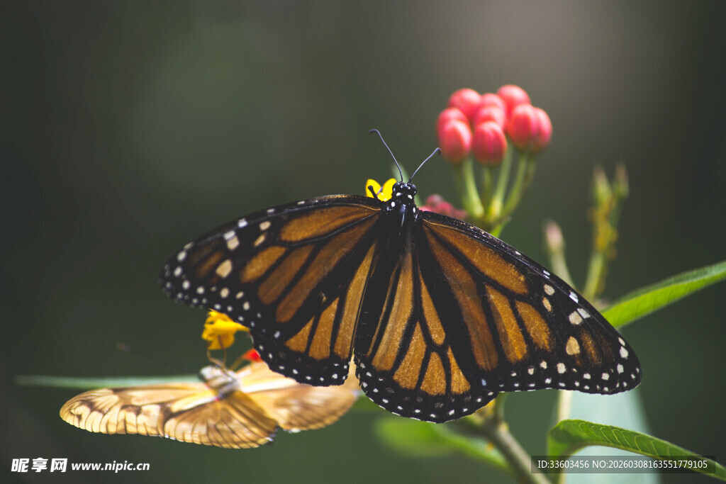 帝王蝶停驻于鲜艳花朵旁