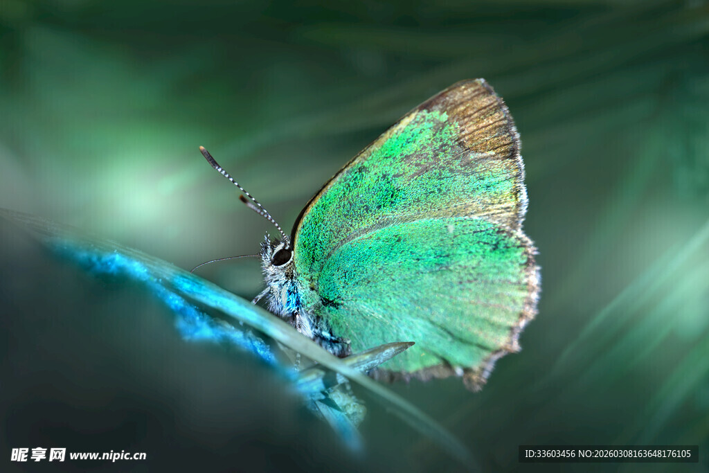 翠绿蝴蝶静栖枝头