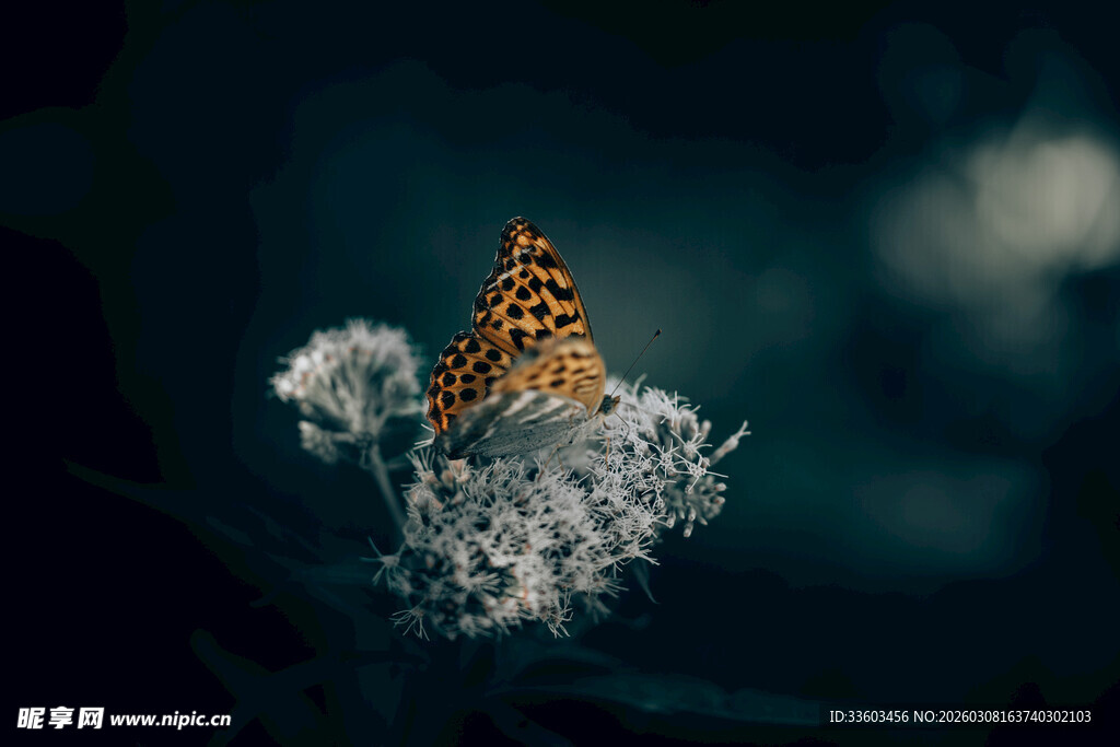 蝴蝶停驻于绒絮之上