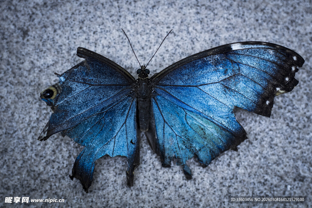蓝色破损蝴蝶特写