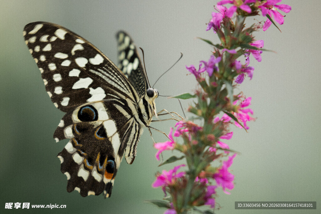 蝴蝶停驻于娇艳花枝间