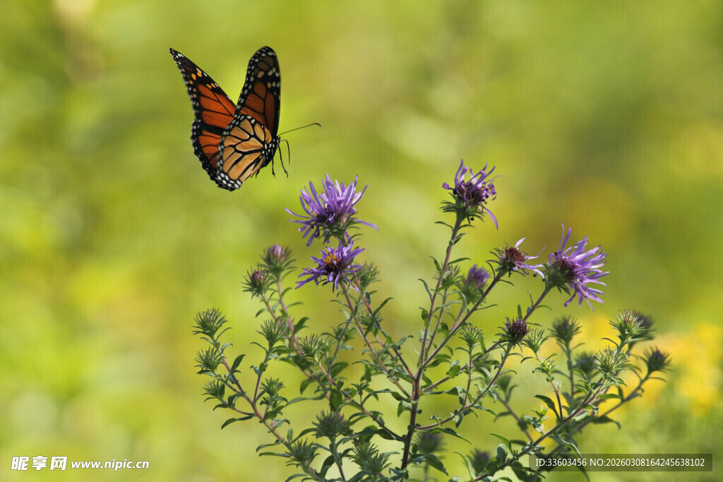 蝴蝶轻舞于紫色花丛间