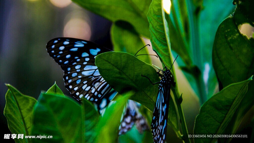 绿叶间的斑斓蝴蝶
