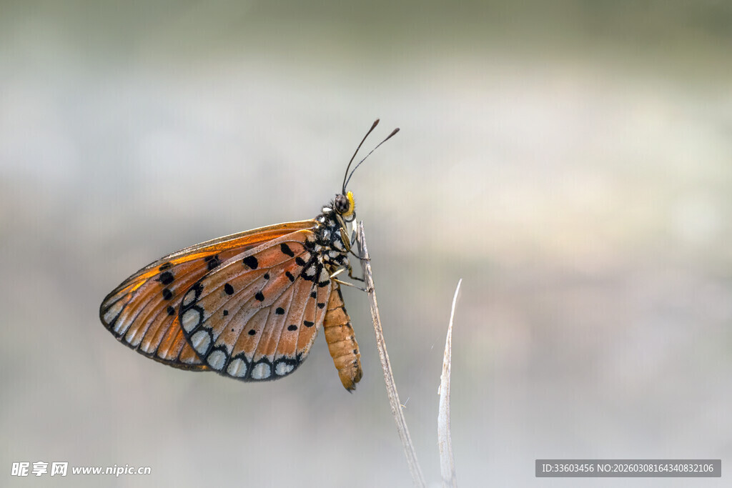 橙色蝴蝶停于细枝