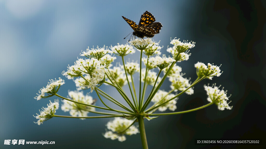 蝴蝶停栖于白色小花上