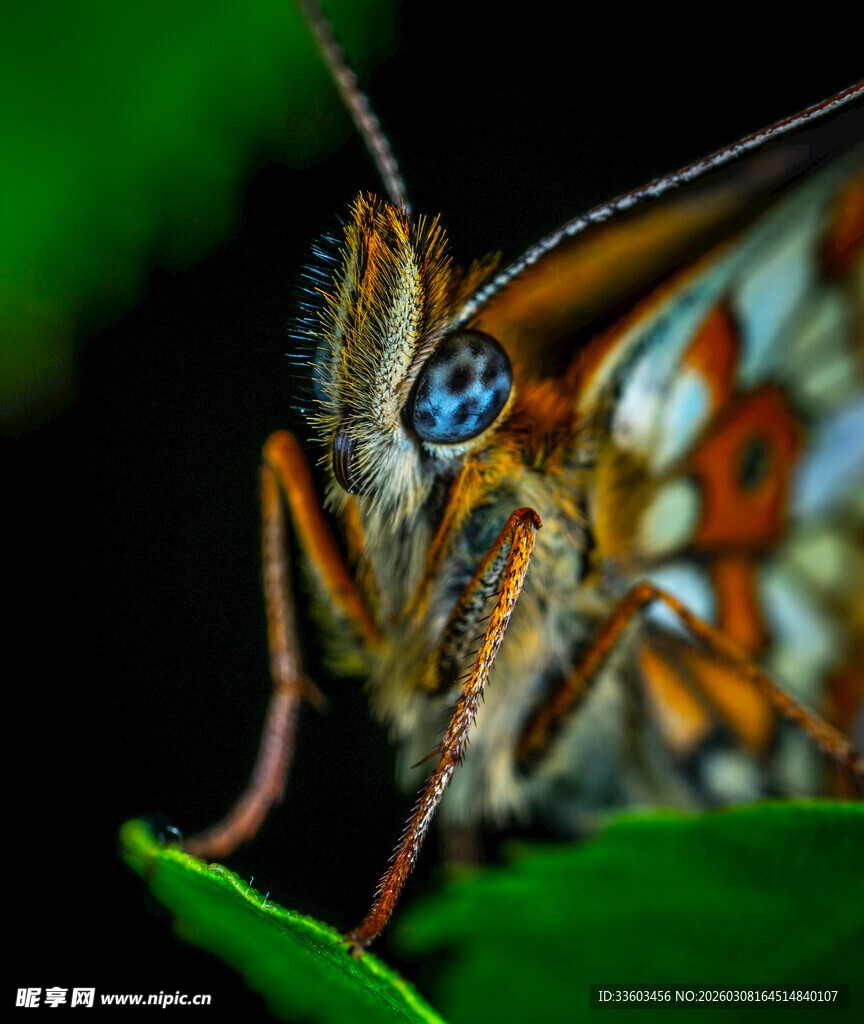 微距下的斑斓蝴蝶特写