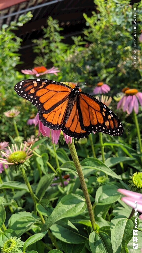 花丛中停歇的美丽帝王蝶